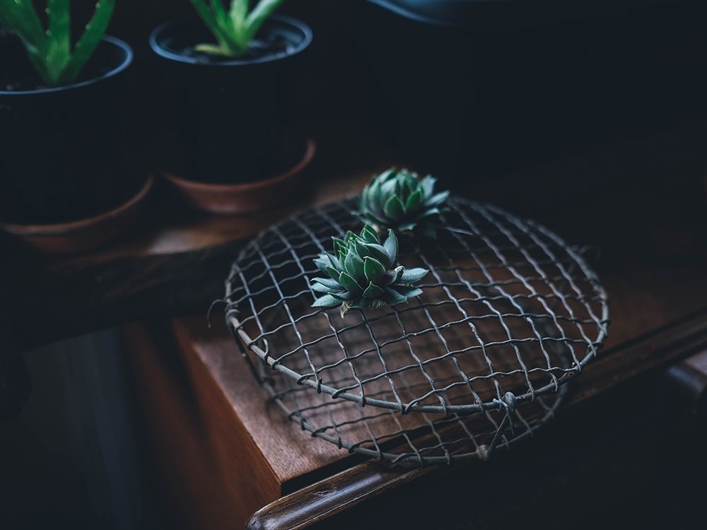 Differences through Profile Translation Analysis